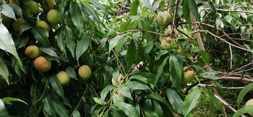 樂(lè)享豐收喜悅，競(jìng)達(dá)科技園的水蜜桃成熟了！